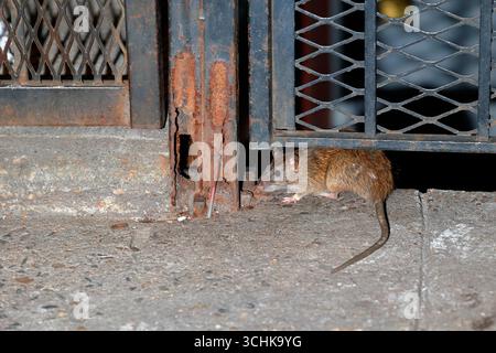 Eine braune Rattus norvegicus hockte sich unter einem Metallzaun in New York City Stockfoto