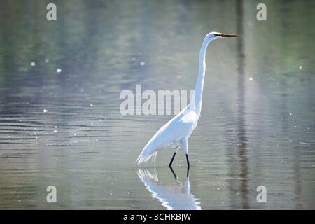 Toller Egret in Farmington Bay in Farmington, Utah Stockfoto