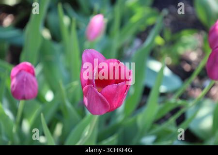 Einzelne violette, rosa Tulpenblüte vor grünem Hintergrund Stockfoto