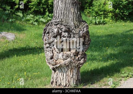 Ein großes Knothloch in einem Baum zeigt die innere Struktur bei hellem Sonnenschein Stockfoto