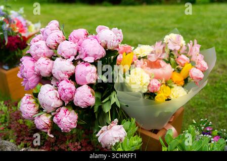 Eine wunderschöne Darstellung von rosa und gelben Pfingstrosen, eingebettet in üppiges Grün, mit einem lebhaften Blumenarrangement in einem Garten im Freien. Perfekt für spr Stockfoto