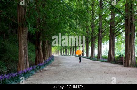 Eine Person mit einem orangefarbenen Schirm läuft eine grüne, von Bäumen gesäumte Straße entlang. Stockfoto