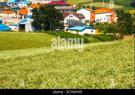 Eine Landschaft mit weißen Buchweizenblüten, die auf einem Feld auf einem Hügel in einem Fischerdorf mit Fernsicht auf das Meer blühen. Stockfoto