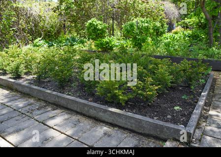 Kleine Nadelsträucher wachsen in einem erhöhten Gartenbeet mit Steinwegen herum, umgeben von üppigen grünen Pflanzen und Bäumen in einem sonnigen Garten im Freien. Stockfoto