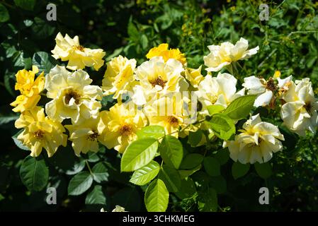 Gruppe englischer Graham Thomas Rosen in voller Blüte, leuchtend gelbe Blüten wachsen zusammen in üppigem Sommergarten, horizontaler Rahmen. Stockfoto