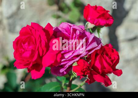 Fünf Rosen blühen lebhaft, drei rot, eine tiefrosa und eine Lavendel, die sich an einer weichen Steinmauer und grünem Laub befinden. Üppige Blütenblätter und satte Farbtöne schaffen das Stockfoto