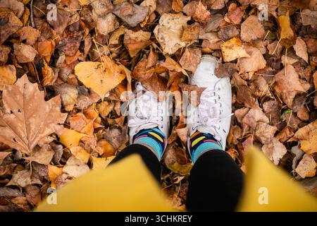 Obere Ansicht der weiblichen Füße in weißen Schuhen und bunten Socken, die auf Herbstlaub stehen Stockfoto
