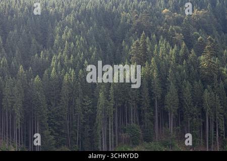 Dichter Nadelwald am Berghang. Natürliche Textur. Stockfoto