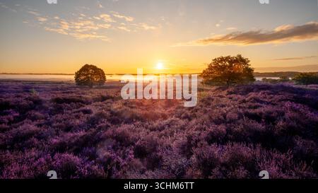 Sonnenaufgang bei Sonnenaufgang über wunderschönem wildem lila Heidekraut mit zwei Haaren auf beiden Seiten der goldenen Sonne. Atemberaubende Landschaft in Norfolk England Stockfoto