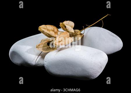 Getrocknete Samenkapseln einer Blasenpflanze liegen über glatten, weißen Steinen. Die zarten, papierartigen Schoten und dünnen Zweige sind gegen einen tiefschwarzen Rücken gesetzt Stockfoto