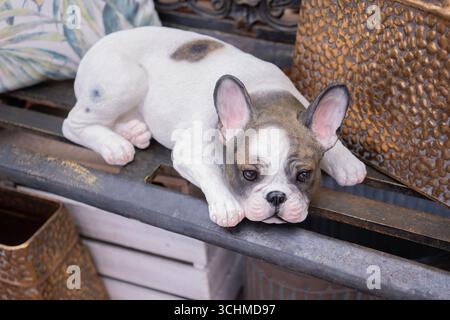 Französische Bulldog-Welpen-Figur, die auf der Bank im Wohnzimmer liegt. Stockfoto