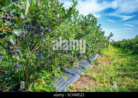Reife Heidelbeeren wachsen im Sommer auf einem Busch in einem sonnigen Obstgarten. Stockfoto