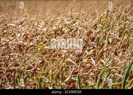 Maisfeld trocknete aus und nur niedrig gewachsene, kleine Maiskolben, aufgrund der Sommerdürre, Dürre, östlich von Weisweiler, Nordrhein-Westfalen Stockfoto