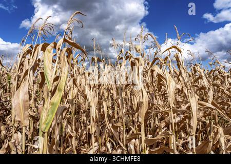 Maisfeld trocknete aus und nur niedrig gewachsene, kleine Maiskolben, aufgrund der Sommerdürre, Dürre, östlich von Weisweiler, Nordrhein-Westfalen Stockfoto