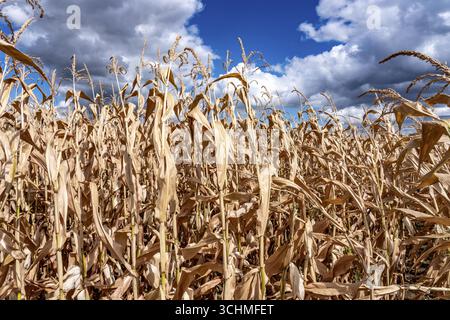 Maisfeld trocknete aus und nur niedrig gewachsene, kleine Maiskolben, aufgrund der Sommerdürre, Dürre, östlich von Weisweiler, Nordrhein-Westfalen Stockfoto