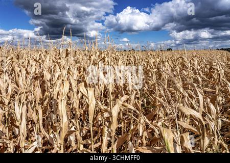 Maisfeld trocknete aus und nur niedrig gewachsene, kleine Maiskolben, aufgrund der Sommerdürre, Dürre, östlich von Weisweiler, Nordrhein-Westfalen Stockfoto