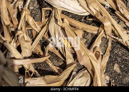 Maisfeld trocknete aus und nur niedrig gewachsene, kleine Maiskolben, aufgrund der Sommerdürre, Dürre, östlich von Weisweiler, Nordrhein-Westfalen Stockfoto