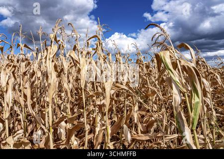 Maisfeld trocknete aus und nur niedrig gewachsene, kleine Maiskolben, aufgrund der Sommerdürre, Dürre, östlich von Weisweiler, Nordrhein-Westfalen Stockfoto