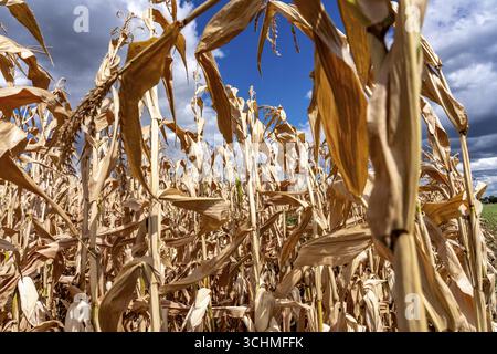 Maisfeld trocknete aus und nur niedrig gewachsene, kleine Maiskolben, aufgrund der Sommerdürre, Dürre, östlich von Weisweiler, Nordrhein-Westfalen Stockfoto