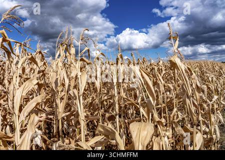 Maisfeld trocknete aus und nur niedrig gewachsene, kleine Maiskolben, aufgrund der Sommerdürre, Dürre, östlich von Weisweiler, Nordrhein-Westfalen Stockfoto