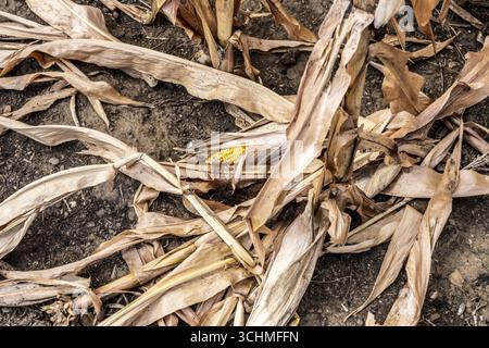 Maisfeld trocknete aus und nur niedrig gewachsene, kleine Maiskolben, aufgrund der Sommerdürre, Dürre, östlich von Weisweiler, Nordrhein-Westfalen Stockfoto