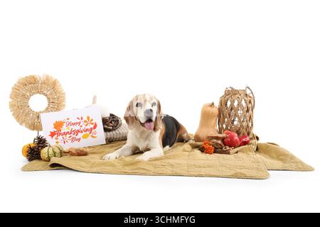 Niedlicher Beagle-Hund, der auf einer Decke liegt, mit Grußkarte und Dekorationen für Thanksgiving Day vor weißem Hintergrund Stockfoto