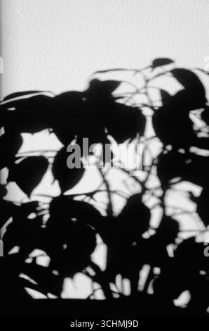 Eine Pflanze mit Blättern wirft einen Schatten auf eine Wand. Der Schatten ist dunkel und die Pflanze steht im Vordergrund Stockfoto