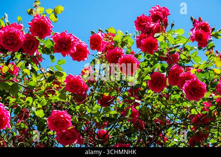 Leuchtend rote Rosen blühen vor einem klaren blauen Himmel in Mostar, Bosnien und Herzegowina. Stockfoto