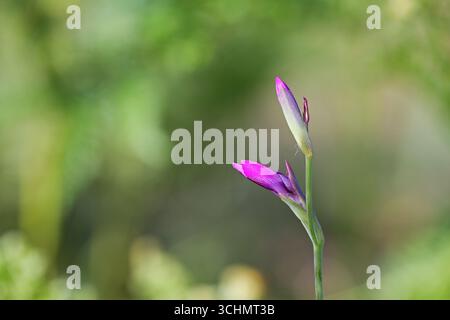 Wilde Gladiole Gladiolus Illyricus New Forest Nationalpark Hampshire England Stockfoto