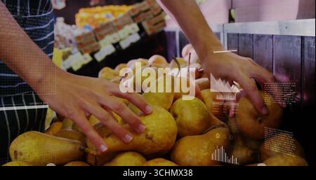 Die Hände des Käufers sortieren, gelbe Birnen im Lebensmittelgeschäft untersuchen, mit Holzbehälter Stockfoto