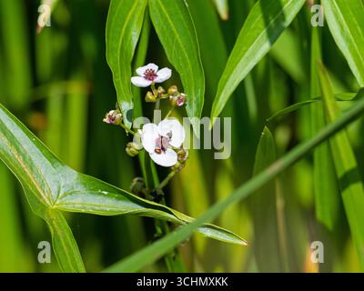 Arrowhead Sagittaria sagittifolia in a Small rhyne, Tealham Moor, Somerset Levels and Moors, Somerset, England, UK, August 2020 Stockfoto