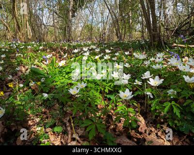 Wood Anenome nemorosa, Garsten Wood RSPB Reserve, Sixpenny Handley, Dorset, England, Vereinigtes Königreich, April 2022 Stockfoto
