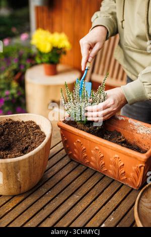 Heidekraut Pflanzen Keimlinge in Terrakotta Blumentopf auf Holztisch. Frau im Garten in der Herbstsaison Stockfoto