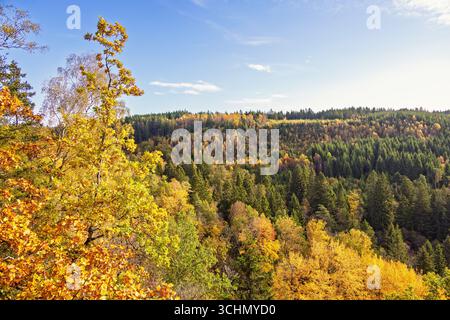 Bunte Herbstblätter auf den Bäumen in einer wunderschönen Waldlandschaft Stockfoto