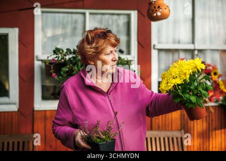 Die ältere Frau hält gelbe Chrysanthemen und Heidekraut in einem Blumentopf. Gartenbau und Pflanzen von Blumen für herbstliche Blumendekoration Stockfoto