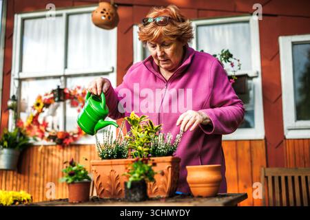 Eine ältere Frau, die beim Gießen Heidekraut und Euonymus-Topfpflanzen pflanzte, pflanzte im Herbst Gartenarbeit im Hinterhof Stockfoto