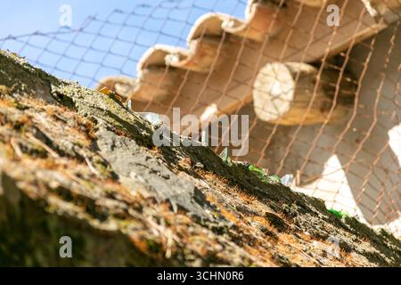 Scharfe Glasscherben, die in eine Wand eingebettet sind, um Sicherheit zu gewährleisten, unter einem Maschendrahtzaun und einem gekachelten Dach Stockfoto