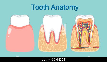 Abbildung zeigt detaillierte Schichten eines Zahns Stock Vektor