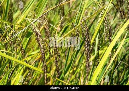 Detaillierte Ansicht der grünen Reispflanzen, die in den fruchtbaren Feldern von Toraja, Sulawesi, während der üppigen tropischen Vegetationszeit wachsen Stockfoto