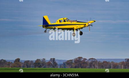 Yarrawonga, Victoria, Australien - 25. August 2025: Lufttraktor wurde während des Fluges erfasst, als er das Feld nahe Yarrawonga unter blauem Himmel besprüht Stockfoto