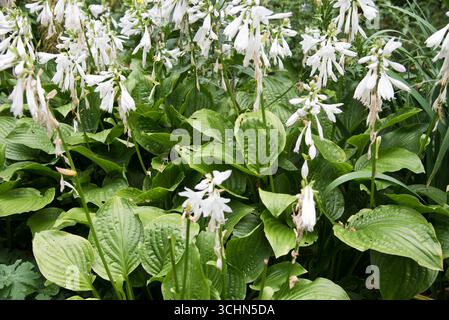 Hosta Royal Standard (Kochbananen-Lilie) Stockfoto
