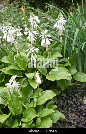 Hosta Royal Standard (Kochbananen-Lilie) Stockfoto