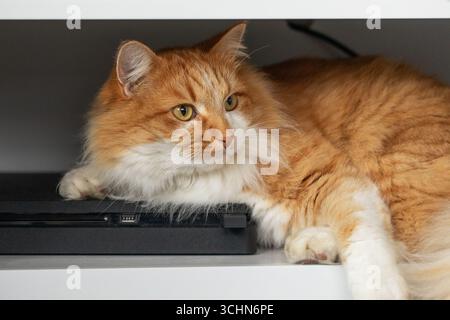 Ingwerkatze, die sich in einem Regal in einer gemütlichen Wohnumgebung entspannt Stockfoto