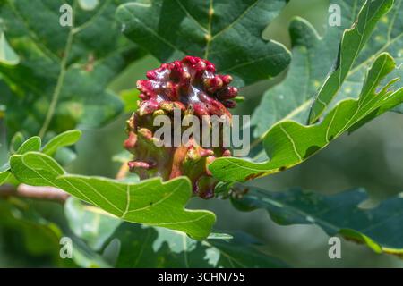 Knopper Gall, eine chemisch induzierte Verzerrung der wachsenden Eicheln auf hängenden Eichen, die durch die zynipide Gallenwespe Andicus quercuscalicis, UK, verursacht wird Stockfoto