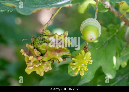 Knopper Gall, eine chemisch induzierte Verzerrung der wachsenden Eicheln auf hängenden Eichen, die durch die zynipide Gallenwespe Andicus quercuscalicis, UK, verursacht wird Stockfoto