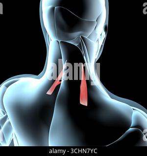 Diese 3D-Abbildung zeigt eine Ansicht der hinteren Skalenus-Muskeln auf der Röntgenmuskulatur Stockfoto