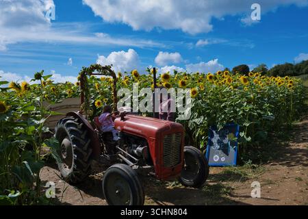 Vater und Baby spielen im Spätsommer auf einem alten Traktor in einem Sonnenblumenfeld in Kent Stockfoto