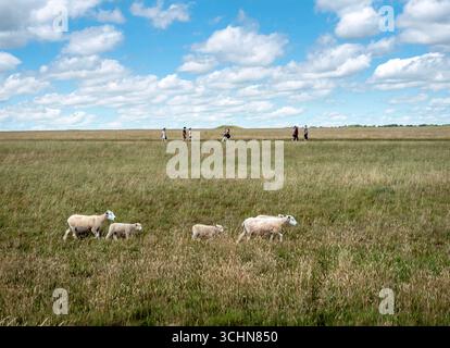 stonehenge, Großbritannien, 28. juni 2025: Schafe und Menschen wandern in der Nähe von stonehenge im Sommergras von wiltshire Stockfoto