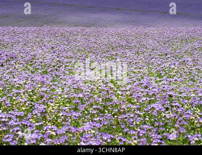 Große Felder mit Spitzen phacelia im englischen County wiltshire bilden im Frühjahr eine farbenfrohe Decke auf dem Land Stockfoto