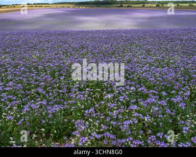 Große Felder mit Spitzen phacelia im englischen County wiltshire bilden im Frühjahr eine farbenfrohe Decke auf dem Land Stockfoto